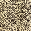[S1879R-3736] [S1879R] Punta Di Roma Jacquard Panter Design (Size: Small)