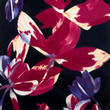 [S2075R-1231] [S2075R] Bubble Printed Tulips (Brom Beere)