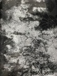 [S2559L-3683] [S2559L] Jacquard Mix (Design C)