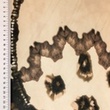 [S2766L-3685] [S2766L] Divalli Prints To Adore (Design E)