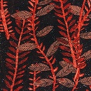 [S537R-63910] [S537R] Voile Printed Mix 3 (Twig Red)