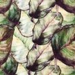 [S1266R-185901] [S1266R] Double Gauze Crinkled Digital Printed Mix Tierra Snoozy Fabrics (Violet)