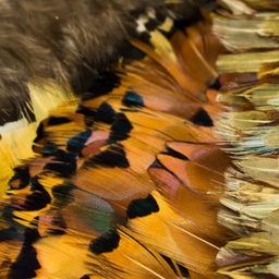 [056R] Feather Fringe Short