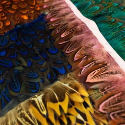 [622R] Galon Plume Colore